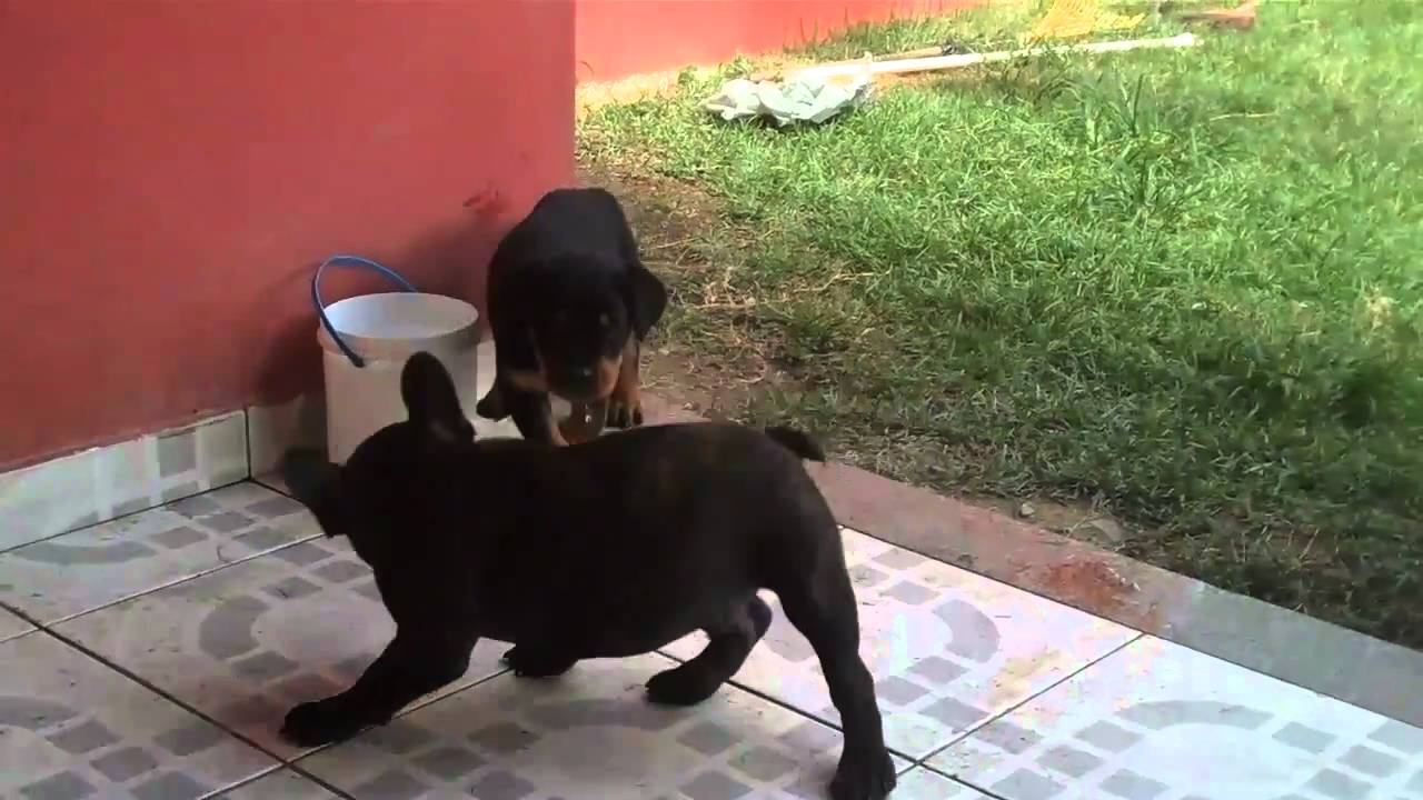 French bulldog vs Rottweilers YouTube