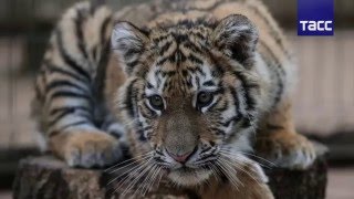 Жители Приморья, спасшие тигренка от собак, назвали его в честь своего села Жители Приморья, спасшие тигренка от собак, назвали его в честь своего села