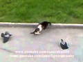 Hilarious animal street fight of the day