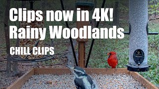 Chill Clips: Rainy Woodland Birds - ALL CLIPS NOW IN 4K! by Birdchill™ birdwatching cams 57 views 1 year ago 5 minutes, 57 seconds