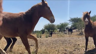 15 Minutes of Horses( Relaxing Horses Video)