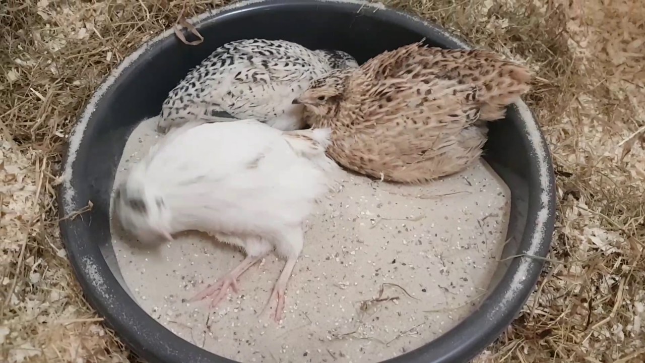 Quail Sand Bath YouTube Quail Sand Bath YouTube