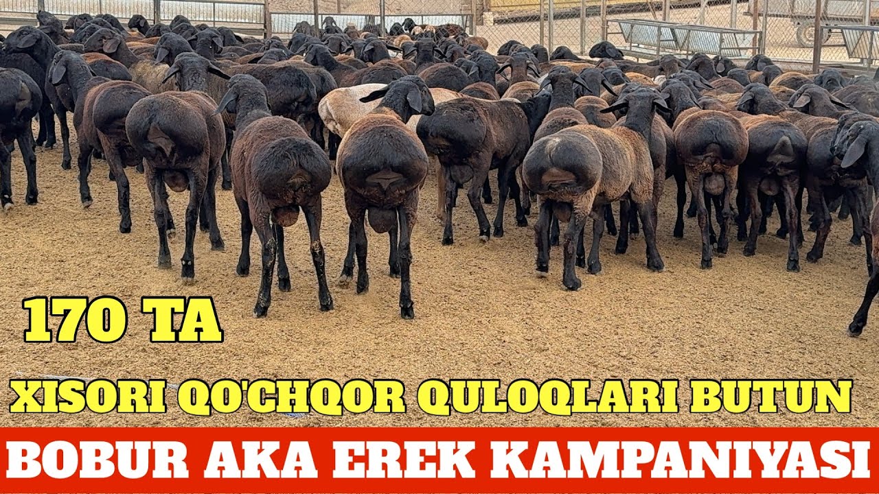 Shannon Tvid bilan erotik trillerlar