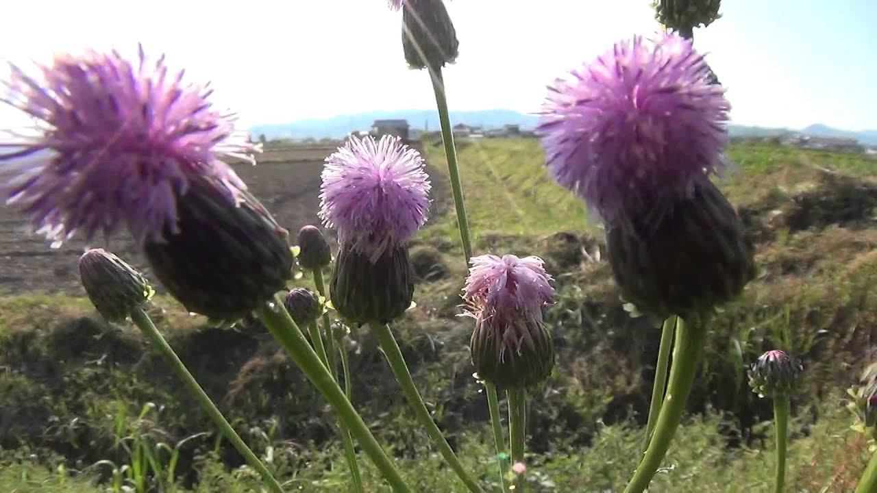 30秒の心象風景5159･春のアザミ～ノアザミ～