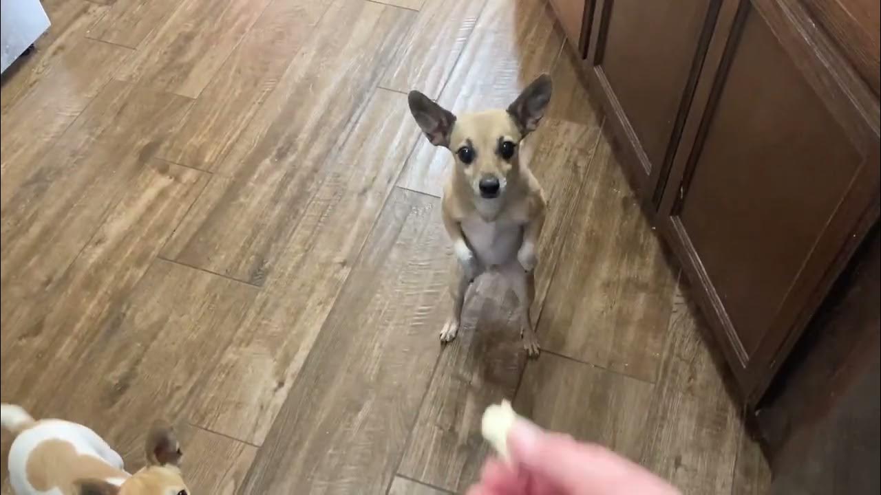 Feeding chihuahuas cheese YouTube