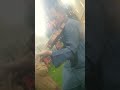 اسماع كمان 