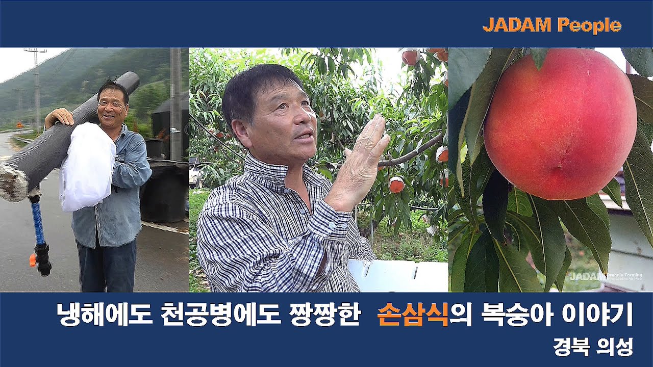냉해에도 천공병에도 짱짱한 손삼식의 복숭아 농사 /Son Sam-sik farms peaches without insect and fungal damage.