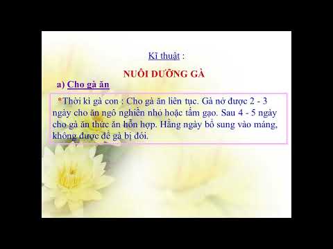Tuần 18 - Kĩ Thuật - Bài: Chăm sóc gà