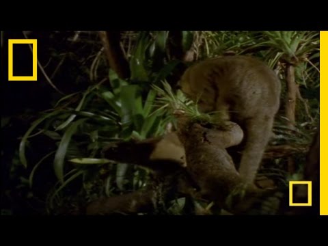 Video: Kinkajou: Tropické dažďové pralesy a exotické zviera