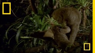 What In the World Is a Kinkajou? | National Geographic