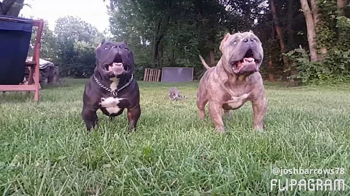 MackDaddy Bullies