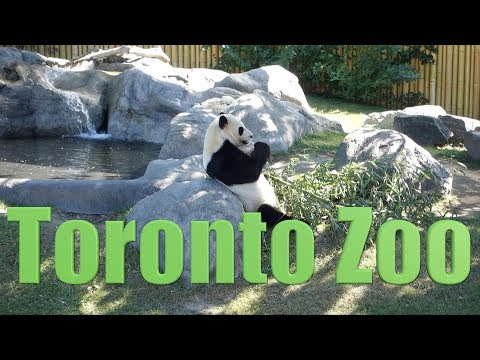 Vídeo: Um guia para visitar o Metro Toronto Zoo