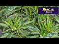 Hot Peppers