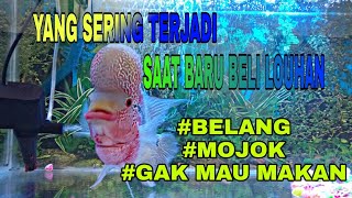 Mengatasi louhan yang belang, mojok dan mogok makan