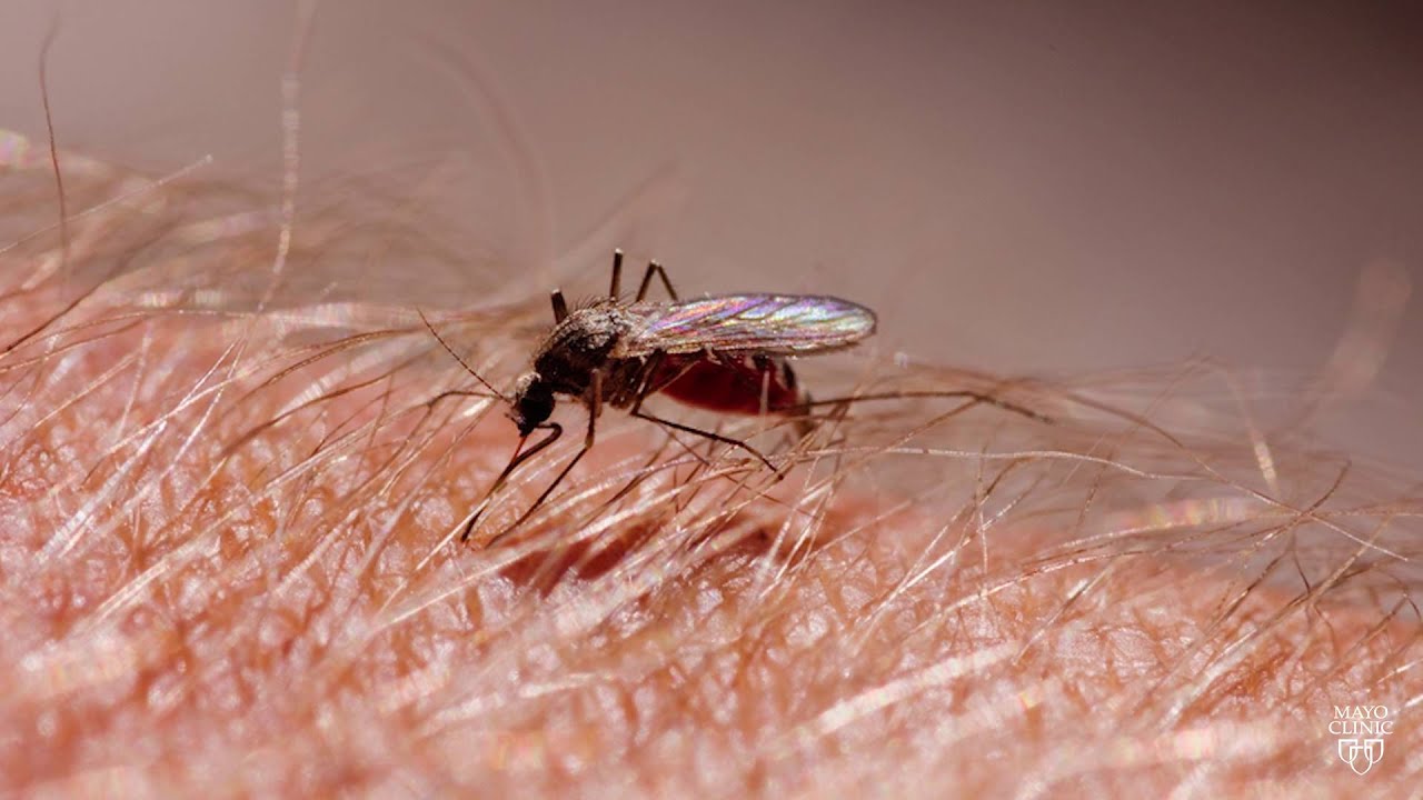 Mayo Clinic Minute Zika Virus YouTube