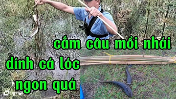 Cắm câu mồi nhái dính cá lóc ngon quá 