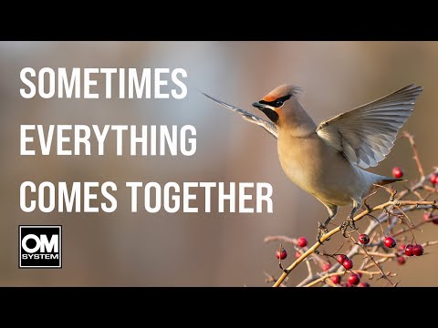 STUNNING LIGHT for WAXWING PHOTOGRAPHY - Gloucestershire - Wildlife Photography - OM System OM-1