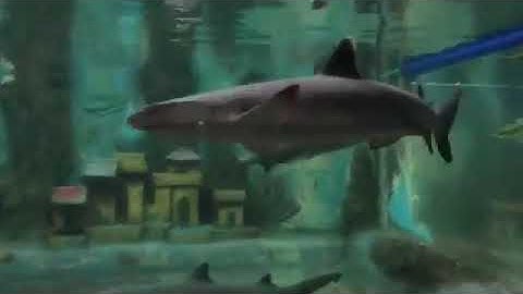 Khám Phá Thủy Cung tại KDL VĂn Hóa Suối Tiên 2019