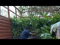 Khaya Mahogany sale அதிவேகமாக வளரக்கூடிய டிம்பர் மரம்🌳 Ganesh nursery