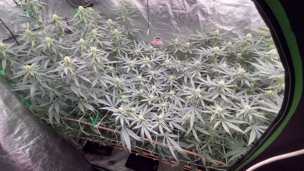 Copycat Genetix grow (flower stage day 21 )