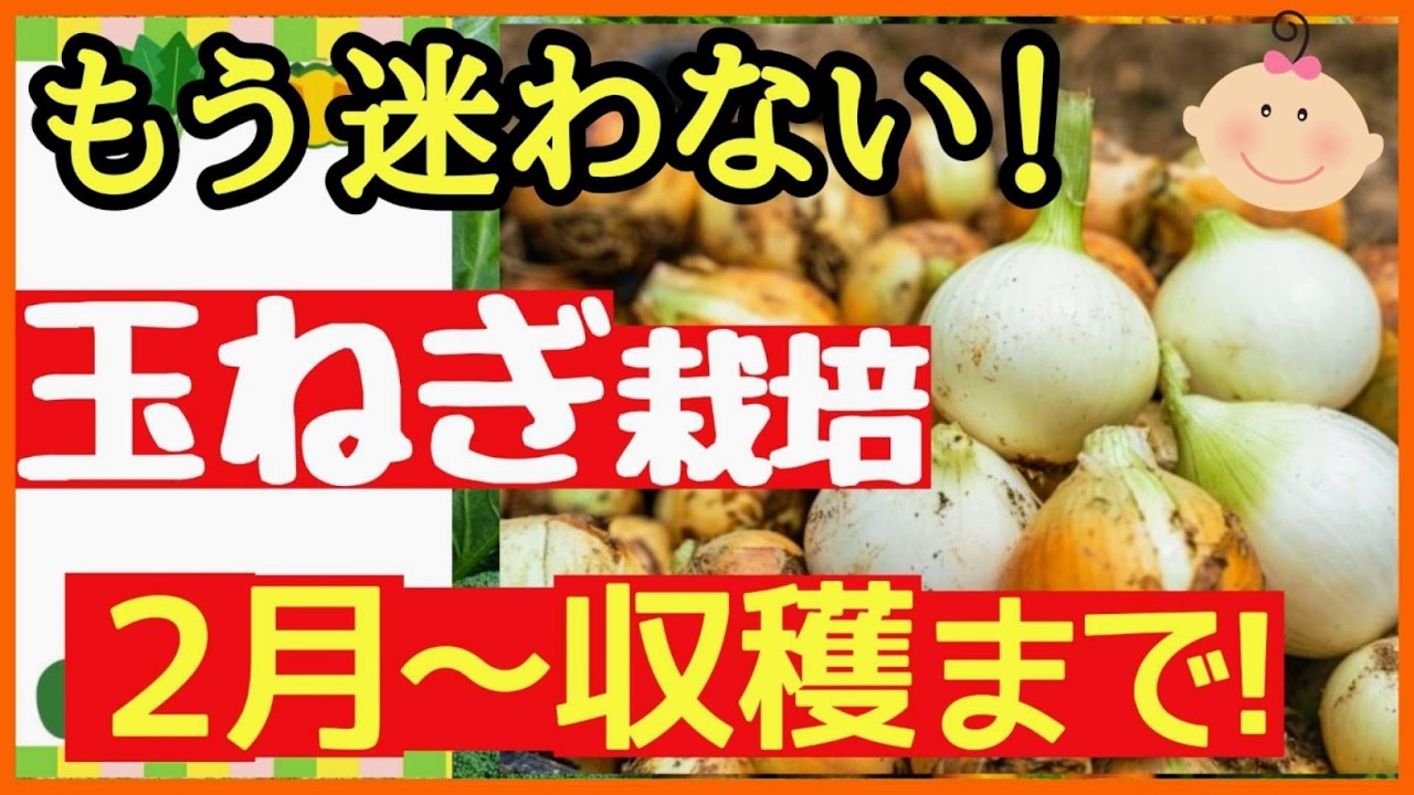 【保存版】これで全て分かる！玉ねぎ栽培の完全ガイド～2月→3月→4月→収穫まで～