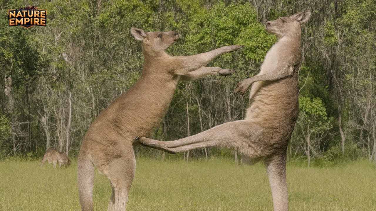 أستراليا | أخطر مكان على الكوكب حيث يمكن لأي شيء أن يقتلك - وثائقي عن الحيوانات
