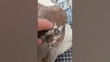 Did something bite this fossil turtle? #fossil #science #mystery