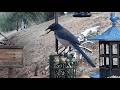Woodshed Breakfast🐦11 Species! LIVE STREAM REPLAY Descanso, CA California Mountain Bird Feeder