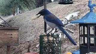 Woodshed Breakfast🐦11 Species! LIVE STREAM REPLAY Descanso, CA California Mountain Bird Feeder