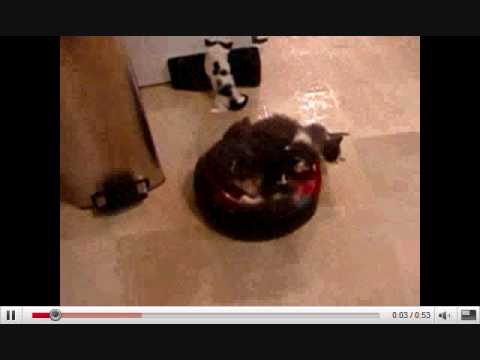 Roomba Cats_0001.wmv