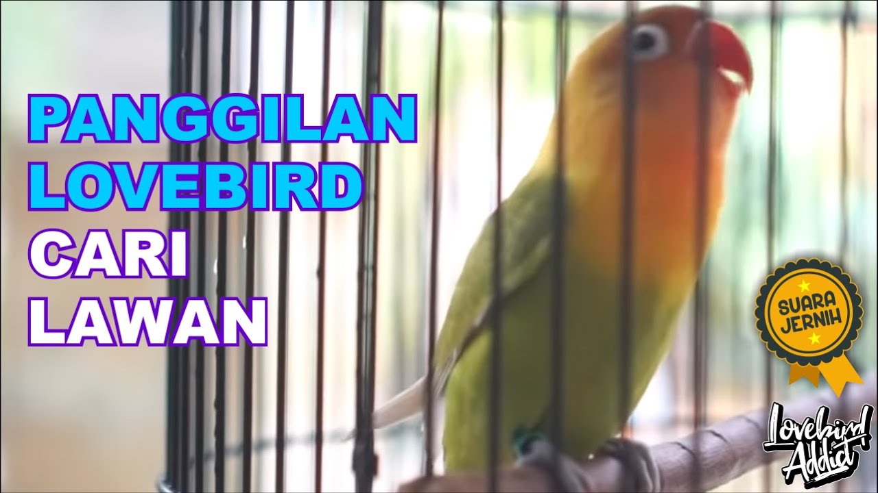 Pancingan Lovebird Ngetik Ngekek Dan Memanggil Lawan Lovebird Bahan Cepat Nyaut Dan Ngkek Emosi
