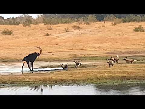 Painted wild dogs attacking a Sable antelope