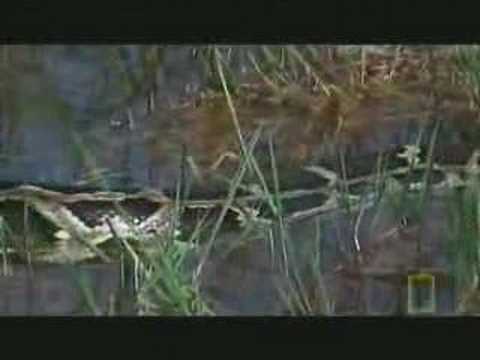 National Geographic - Python Vs Crocodile - YouTube