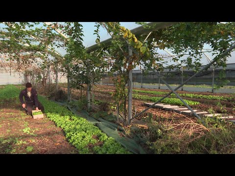 Parole d'agriculteur : Thomas Portron, maraîcher à Sèvres-Anxaumont dans la Vienne