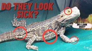 HOW TO HEALTH CHECK BEARDED DRAGONS | DO THEY LOOK SICK? screenshot 4