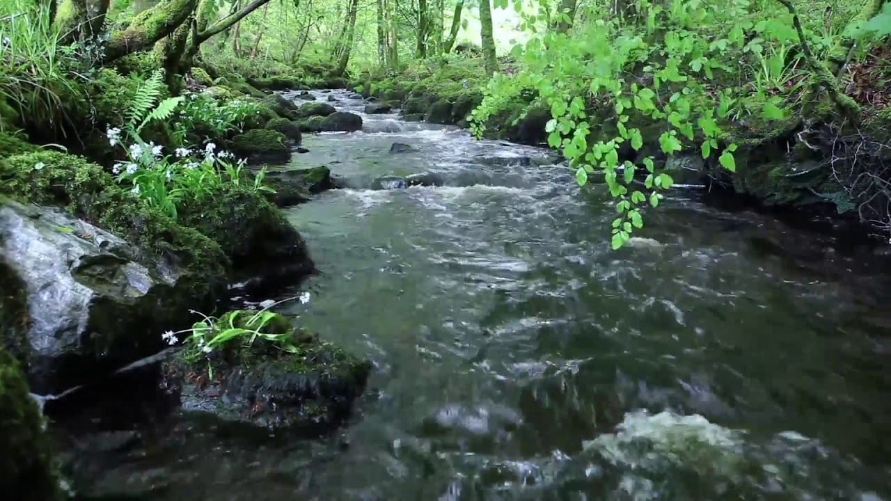 Nature Sounds of a Forest for Relaxing Natural Soothing Sound of a ...