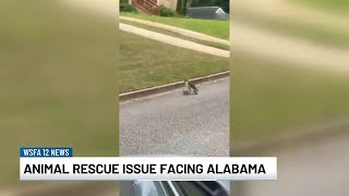 Celebrity Kitten survives hawk attack in Auburn Profile