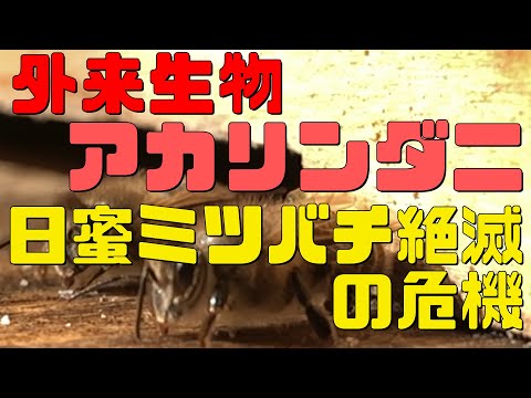 【日本ミツバチ庭先養蜂】ニホンミツバチ絶滅の危機！？外来生物アカリンダニとは？【庭先養蜂家】【か式養蜂】