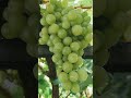 К-Ш ТИМПСОН!!!🍇🍇🍇 НА 05.11 2025. Telegram, WhatsApp и Vlber +79528500417. ТЕЛ. +79054034245.