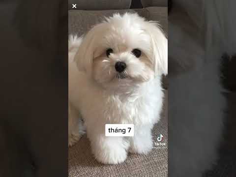 Video: Con chó của tháng