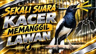 Suara Burung Kacer Gacor Ngeplong Tarung Terampuh Buat Pancingan Kacer Agar Cepat EMOSI