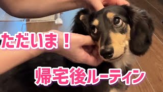 ただいま!帰宅後ルーティン【ミニチュアダックスフンド】