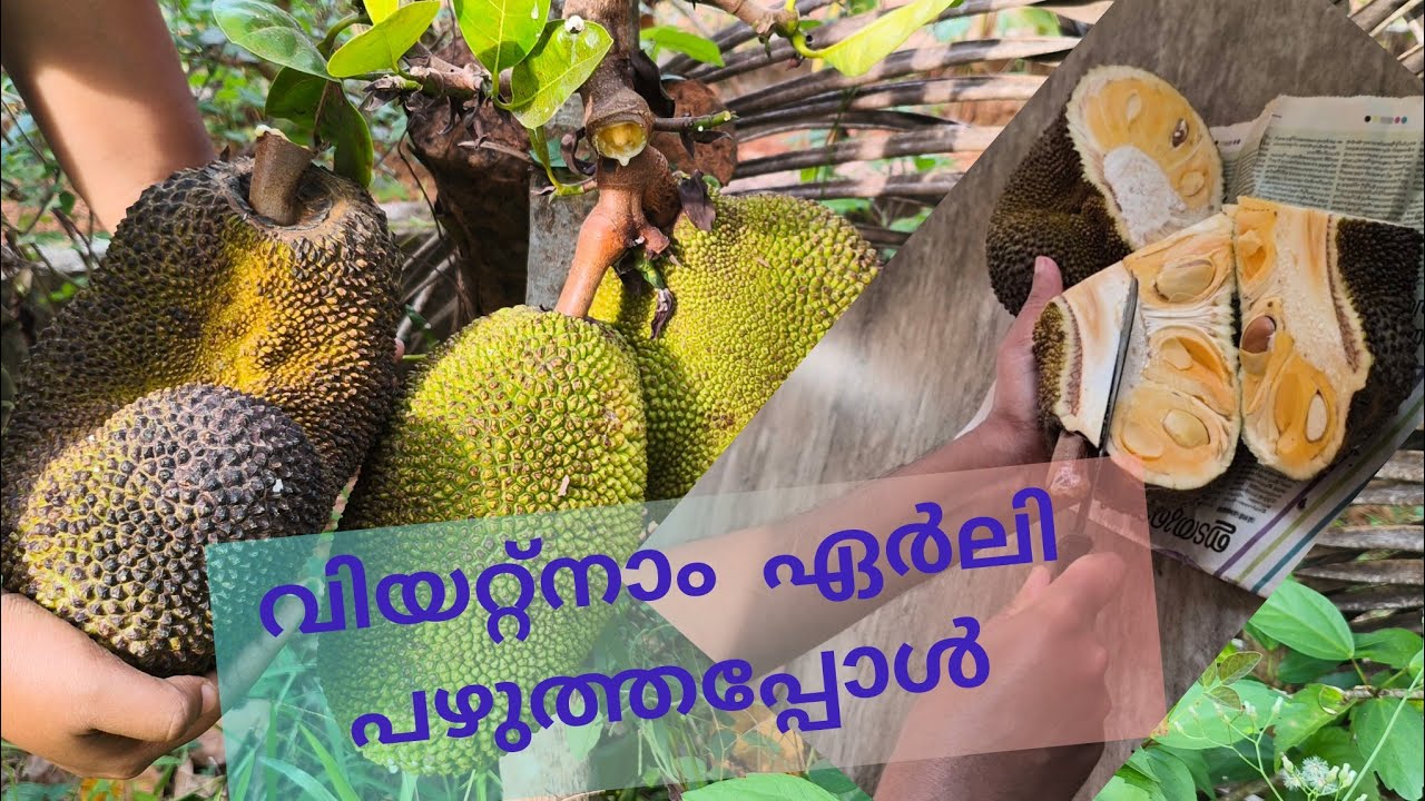 വിയറ്റ്നാം ഏർലി ചക്ക ആദ്യമായി പഴുത്തപ്പോൾ #krishi #farming 