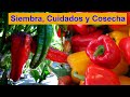 Cultivo del pimiento y del pimentón