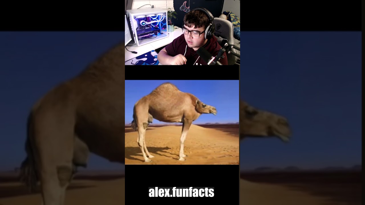 How Animals Look Without Necks! 😱