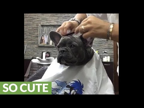 french-bulldog-visits-barber-shop-for-a-haircut