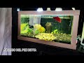 ADIÓS A LAS ALGAS en el ACUARIO del PEZ BETTA | AcuariosLP