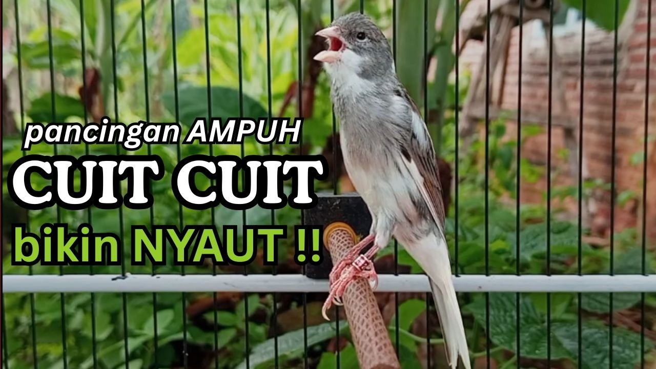 AMPUH! Suara Terapi Kenari Macet Bunyi - Cukup 15 Menit Langsung Nyaut & Ngeroll Panjang