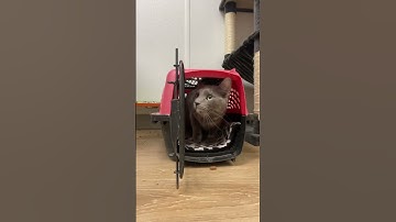 Tip Talk ~ Carriers!