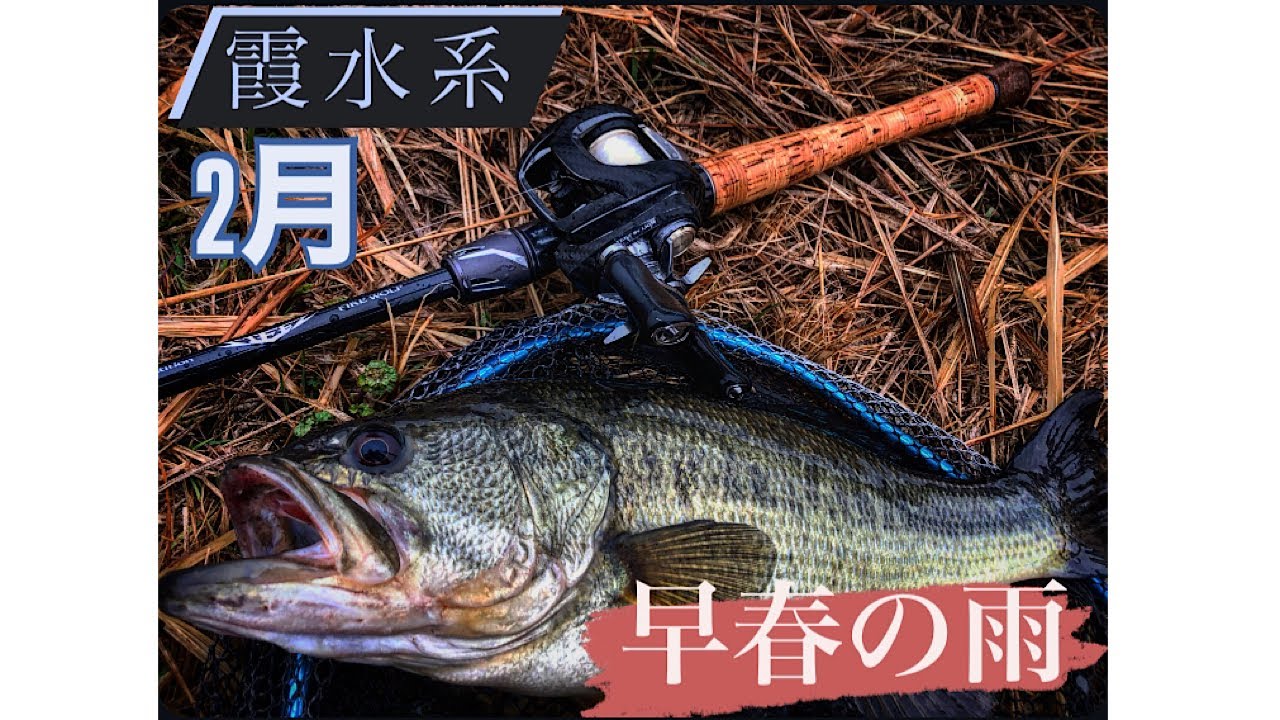 霞ヶ浦　2月　早春の雨は季節を進める❗️